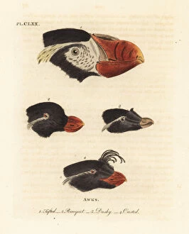 Dusky Collection: Heads of tufted puffin, parakeet auklet and crested auklets