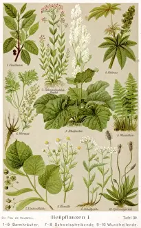 Herbs Prints: Healing Plants 1904 Pl. 1