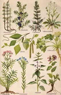 Birch Prints: Healing Plants 1904 Pl. 2