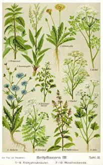 Healing Plants 1904 Pl. 3