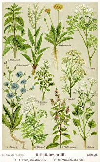 Healing Gallery: Healing Plants 1904 Pl.3