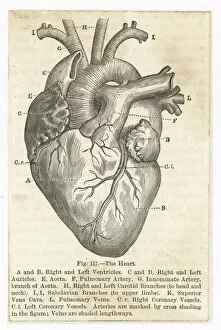 1860 Collection: Heart (Anon)
