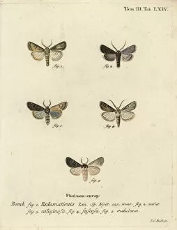 Eugenius Collection: Heart and dart moth, turnip moth and silver cloud