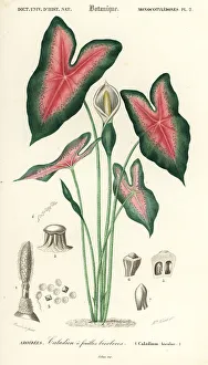 Mlle Prints: Heart of Jesus, Caladium bicolor