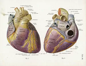 Heart Collection: Heart (Latin)