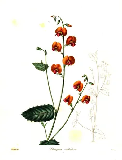 Nevitt Collection: Heart-leaved chorizema, Chorizema cordatum
