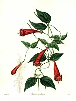 Withers Collection: Heart-leaved manettia, Manettia cordifolia