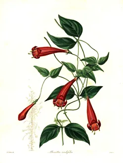 Nevitt Collection: Heart-leaved manettia, Manettia cordifolia