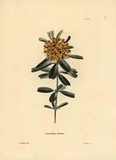 Heart-leaved poison, Gastrolobium bilobum