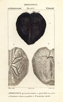Crinoid Prints: Heart urchin, Spatangus purpureus