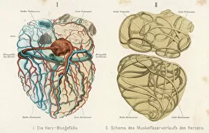 Heart Collection: Heart, Veins, Arteries