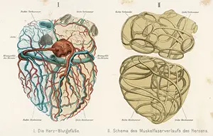 Heart Prints: Heart, Veins, Arteries