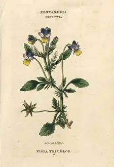 Tricolor Prints: Heartsease or Love in idleness, Viola tricolor