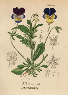Tricolor Prints: Heartsease or wild pansy, Viola tricolor