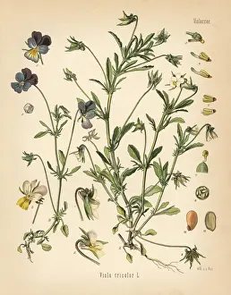 Heartsease or wild pansy, Viola tricolor