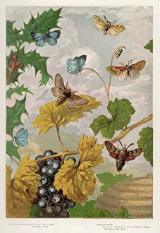 Butterflies Gallery: Heath Butterfly 1860