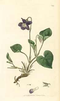Sowerby Prints: Heath dog violet, Viola canina