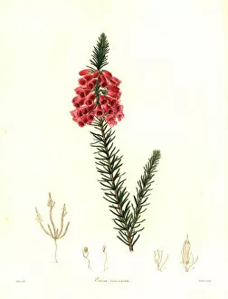 Heath, Erica viscaria subsp. gallorum