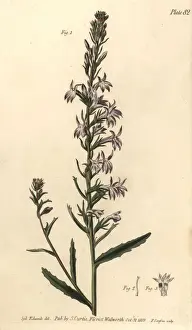 Lectures Prints: Heath lobelia, Lobelia urens