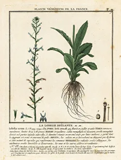 Plante Veneneuse De La France Prints: Heath lobelia, Lobelia urens