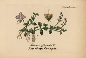 Heath speedwell, Veronica officinalis