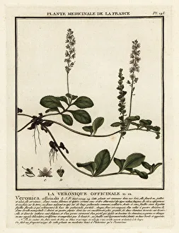 Heath speedwell, Veronica officinalis