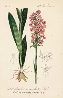 Maculata Gallery: Heath-spotted orchid, Dactylorhiza maculata