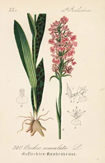 Heath-spotted orchid, Dactylorhiza maculata Heath-spotted orchid, Dactylorhiza maculata