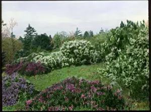 Heather garden at Brockhurst, near Newbury, Berkshire