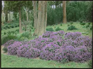 Heather Prints: Heather at Gravetye Manor, near East Grinstead, Sussex