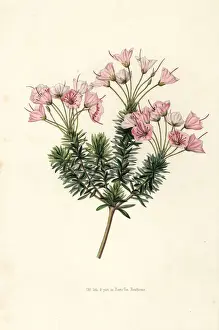Heather Prints: Heather variety, Bryanthus erectus