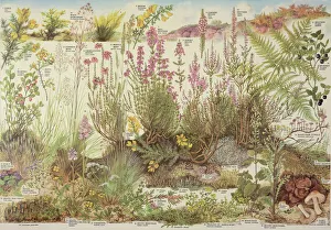 Carnivora Collection: Heathland