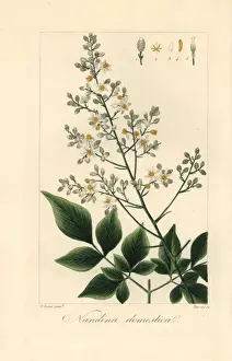 Pancracebessa Prints: Heavenly or sacred bamboo, Nandina domestica