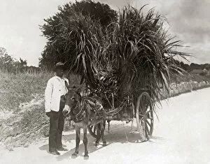 Heavily laden donkey cart, West Indies, circa 1900