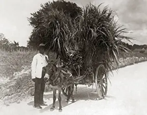 Heavily Prints: Heavily laden donkey cart, West Indies, circa 1900