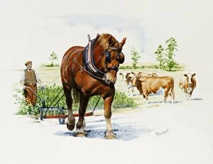 Horses Gallery: A heavy horse pulls a light plough