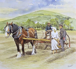 Hill Side Collection: Heavy shire horse pulls an old hay rake