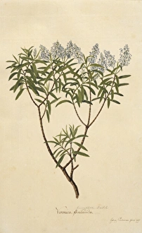 Lamiales Gallery: Hebe parviflora, koromiko