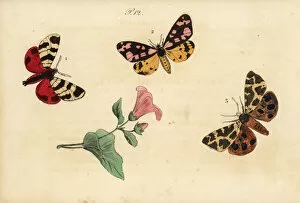 Arctia Gallery: Hebe tiger, cream-spot tiger and garden tiger moth