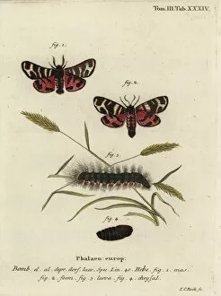Phalaena Collection: Hebe tiger moth, Arctia festiva