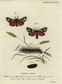 Phalaena Collection: Hebe tiger moth, Arctia festiva
