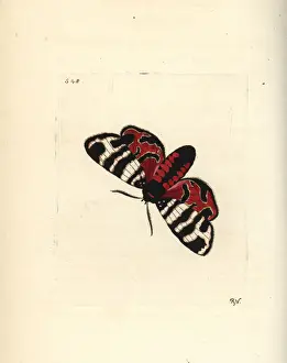 Hebe tiger moth, Eucharia festiva