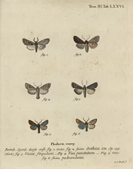 Bombyx Collection: Hebrew character, black-spot chestnut, small quaker