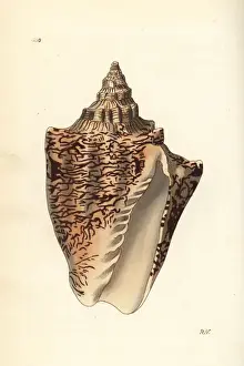 Volute Prints: Hebrew volute, Voluta ebraea