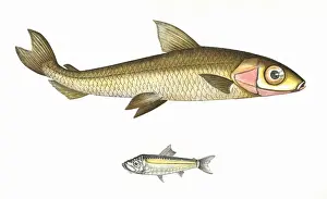 Hebridal Smelt and Argentine
