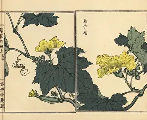 Hechima or sponge cucumber flower, Luffa cylindrica