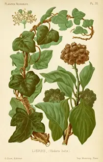 Hedera Helix Ivy