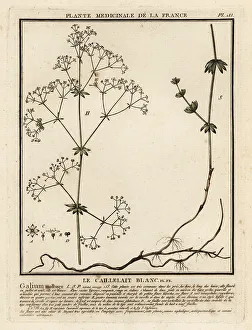 Hedge bedstraw, Galium mollugo