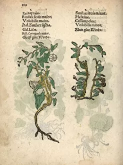 Hedge Collection: Hedge bindweed, Calystegia sepium