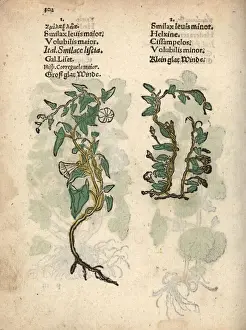 Levis Prints: Hedge bindweed, Calystegia sepium